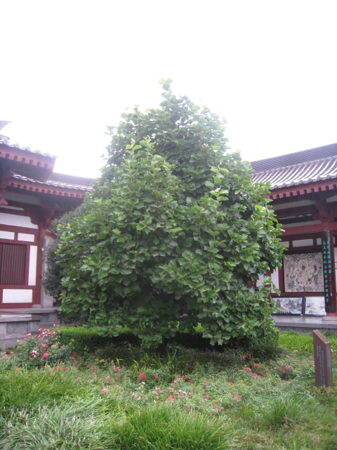 Ƭ 119.jpg