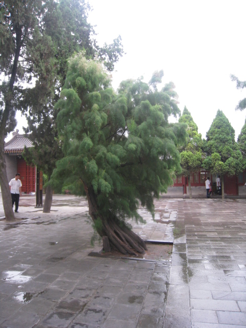 Ƭ 145.jpg