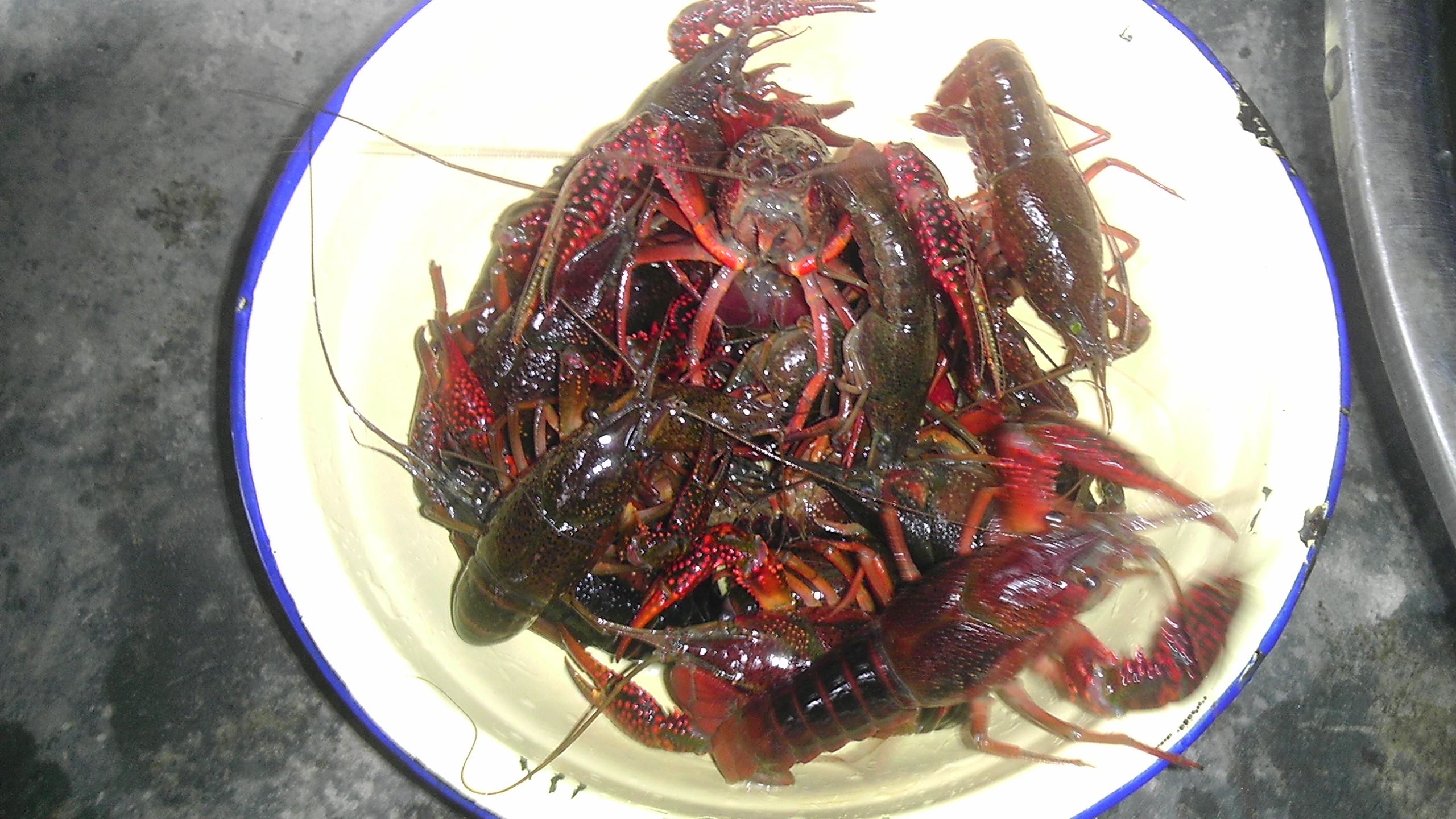 IMAG0072.jpg