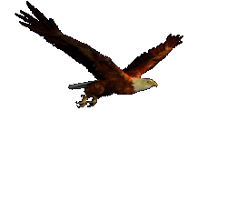 1217525362406-blog.gif
